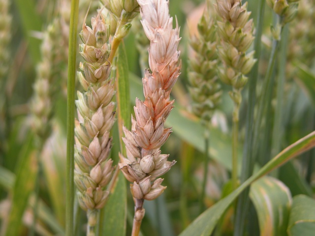 Come combattere le erbe infestanti: lotta alle piante dicotiledoni del grano - Adama