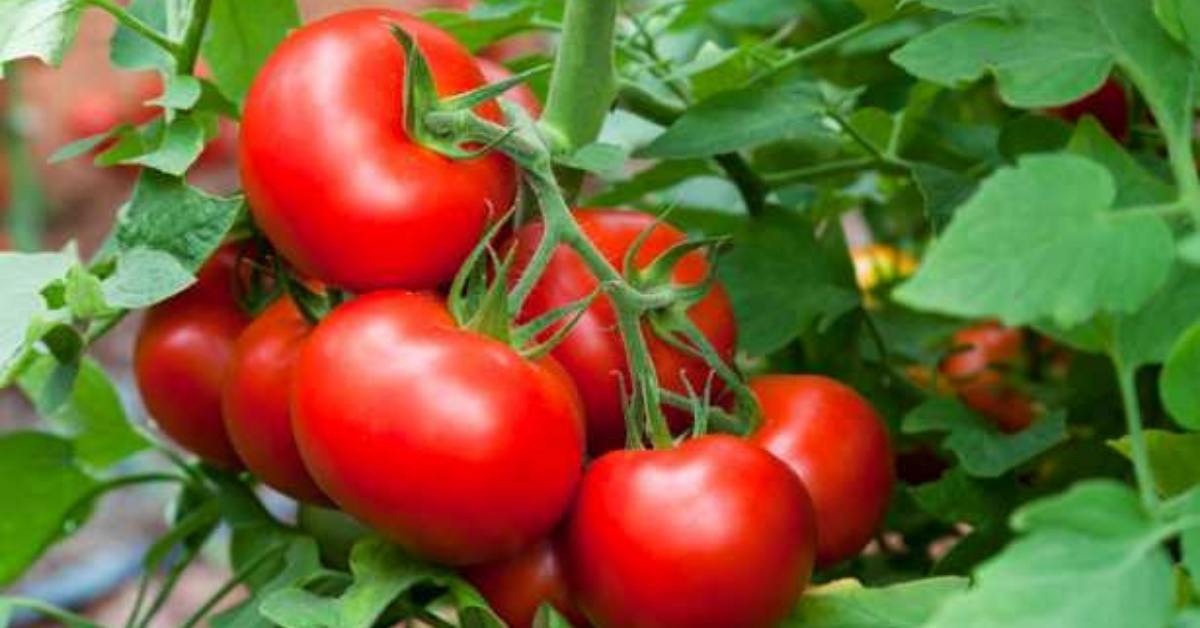 Afidi_pomodoro_Adama