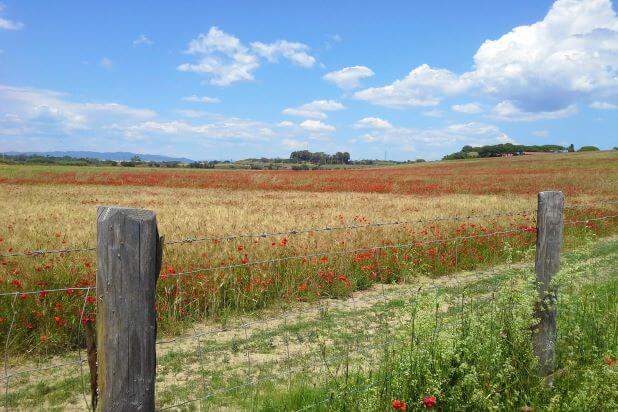 Campo di Frumento infestato da Papavero (1) (1) (1)-1