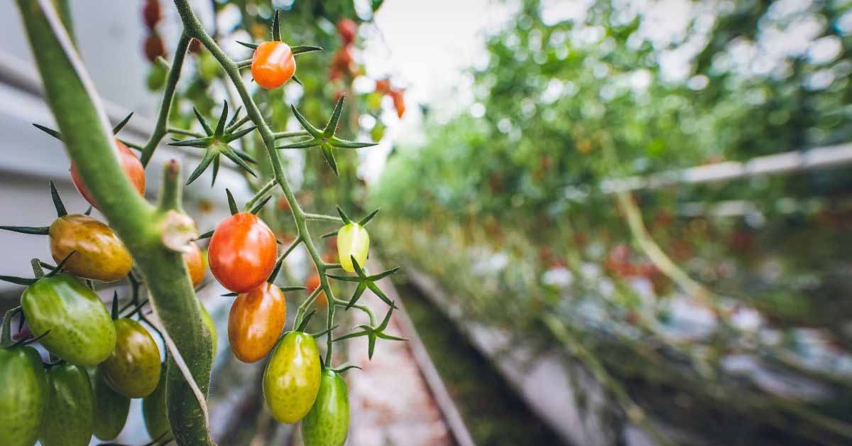 coltivazione del pomodoro