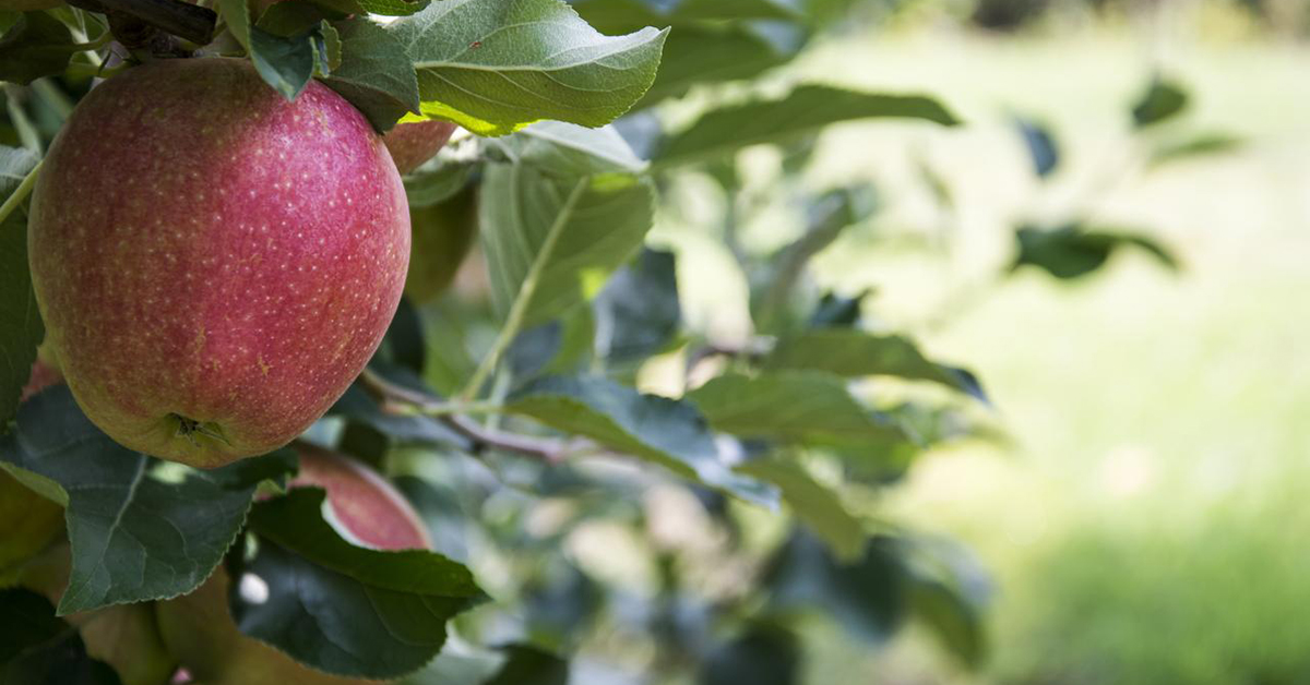 Eccellenza sulla tavola: le mele del Piemonte_Adama