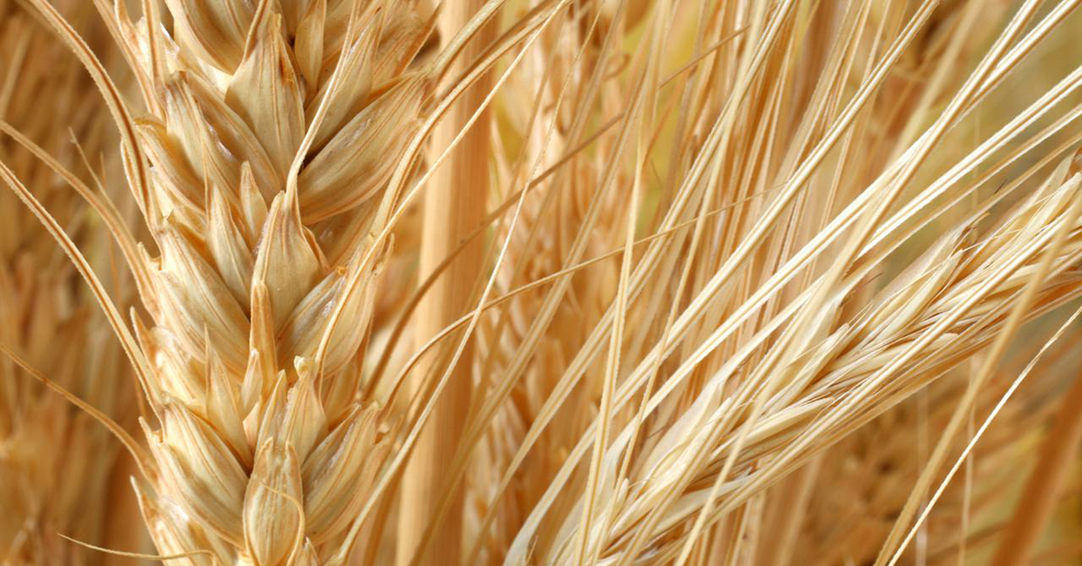 La pratica del diserbo per il controllo di graminacee e dicotiledoni - Adama