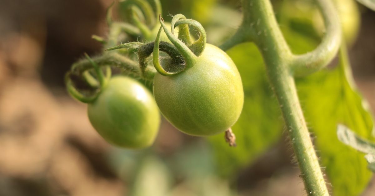 diserbo del pomodoro pre trapianto