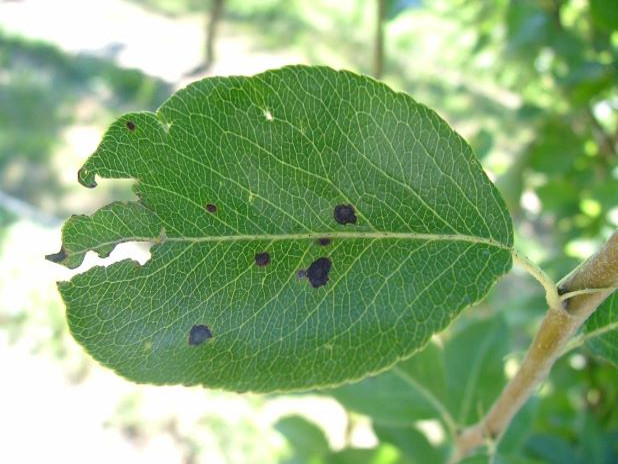 Ticchiolatura e maculatura bruna: come difendere pelo e melo - Adama