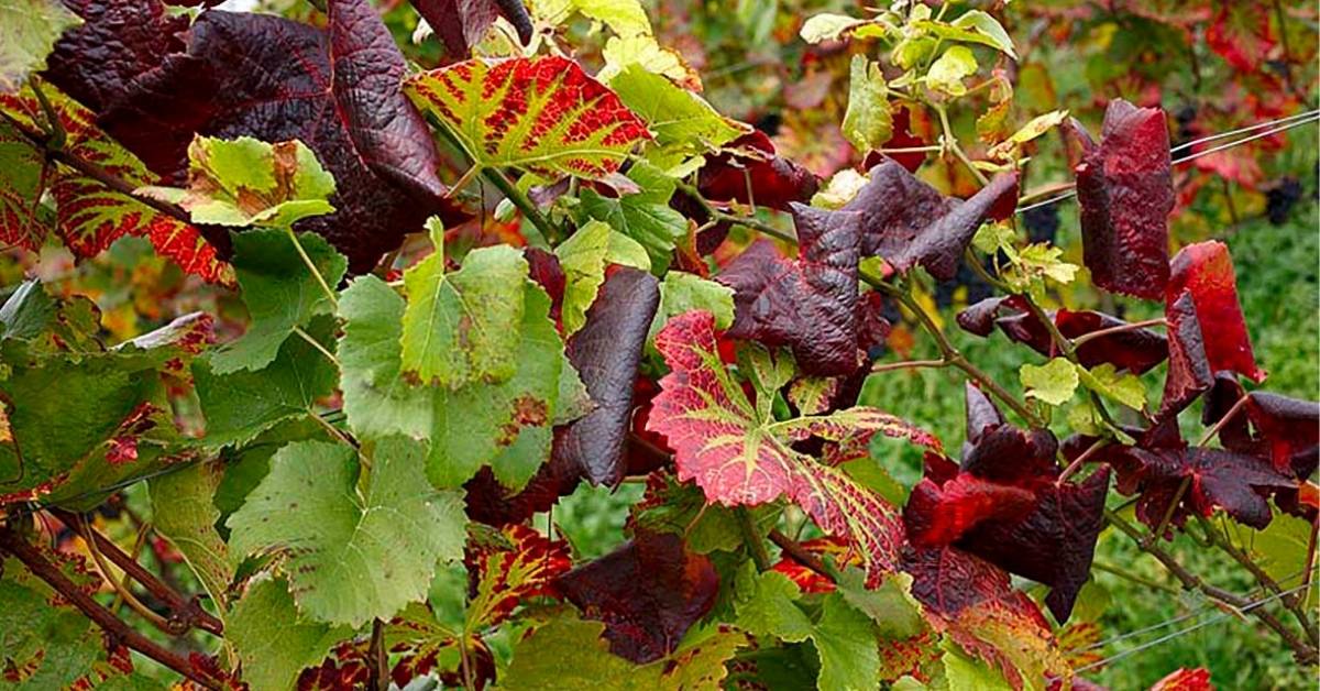 Flavescenza dorata e Scafoideo: controllalo con Mavrik® Smart