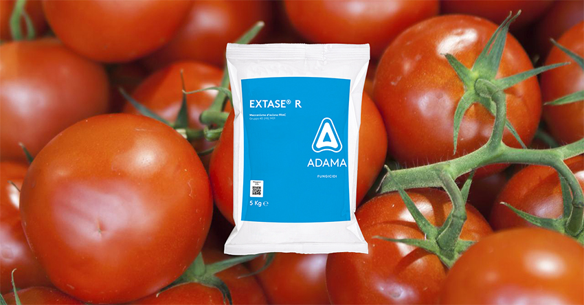 Peronospora del pomodoro: la novità EXTASE R di ADAMA